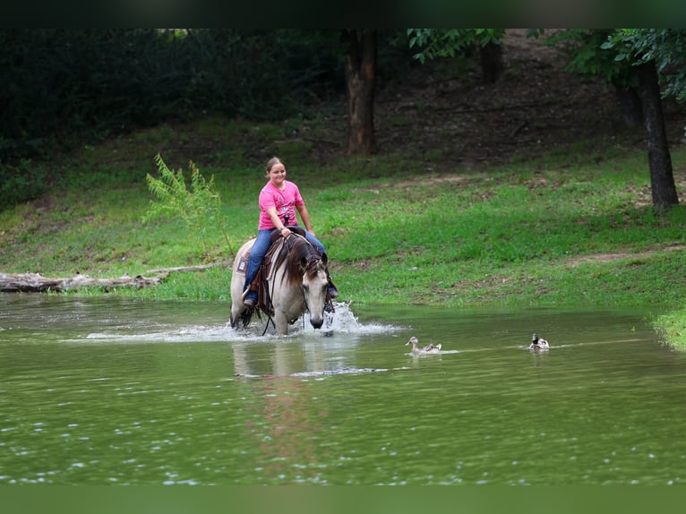 American Quarter Horse Wallach 15 Jahre Buckskin in Forney
