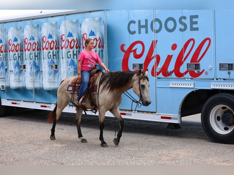 American Quarter Horse Wallach 15 Jahre Buckskin in Forney