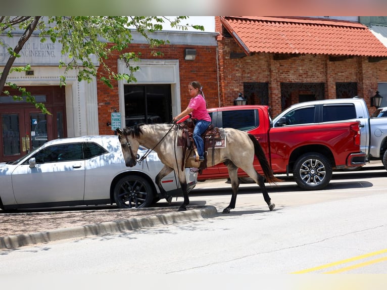 American Quarter Horse Wallach 15 Jahre Buckskin in Forney