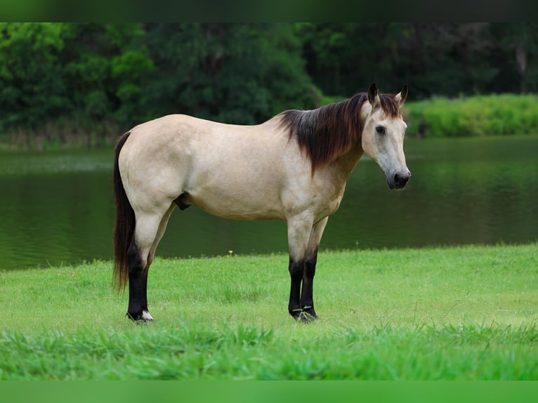 American Quarter Horse Wallach 15 Jahre Buckskin in Forney