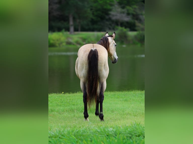 American Quarter Horse Wallach 15 Jahre Buckskin in Forney