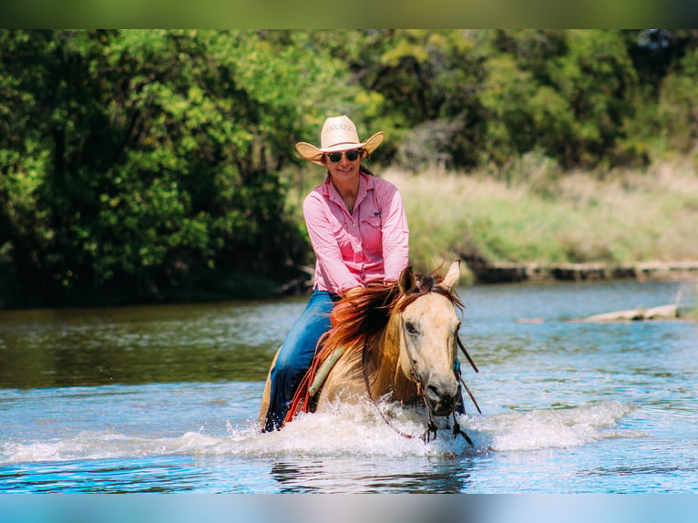 American Quarter Horse Wallach 15 Jahre Buckskin in Stephenville, TX