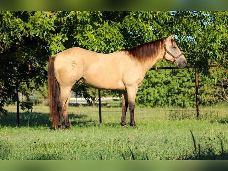 American Quarter Horse Wallach 15 Jahre Buckskin in Stephenville, TX