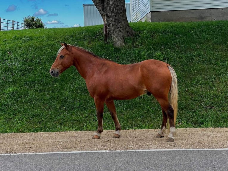 American Quarter Horse Wallach 15 Jahre Dunkelfuchs in CEDAR RAPIDS, IA