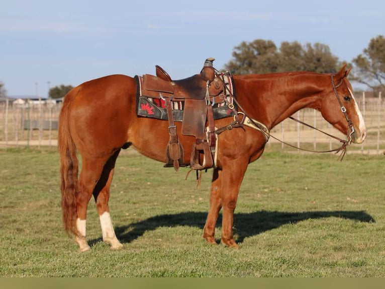 American Quarter Horse Wallach 15 Jahre Dunkelfuchs in Lipan TX