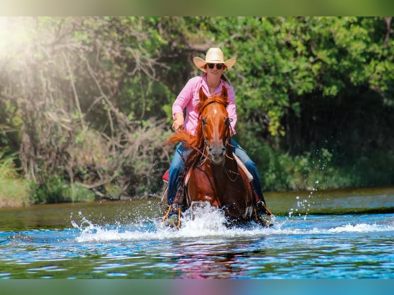 American Quarter Horse Wallach 15 Jahre Dunkelfuchs in stephenville TX