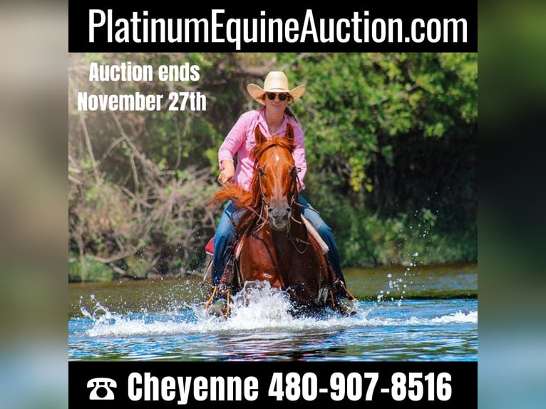 American Quarter Horse Wallach 15 Jahre Dunkelfuchs in stephenville TX