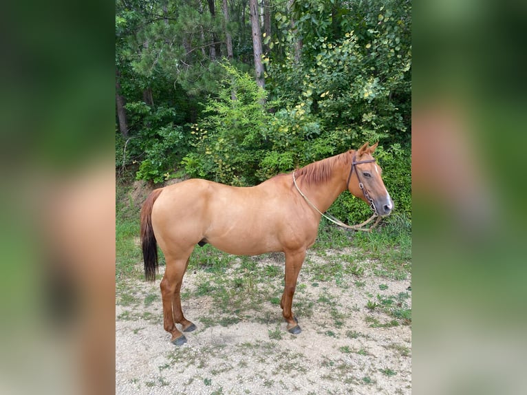 American Quarter Horse Wallach 15 Jahre Falbe in TOMAH, WI