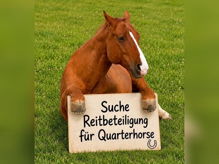 American Quarter Horse Wallach 15 Jahre Fuchs in Keltern