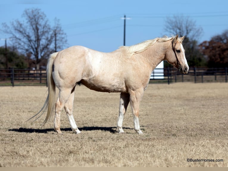 American Quarter Horse Wallach 15 Jahre Palomino in Weatherford, TX