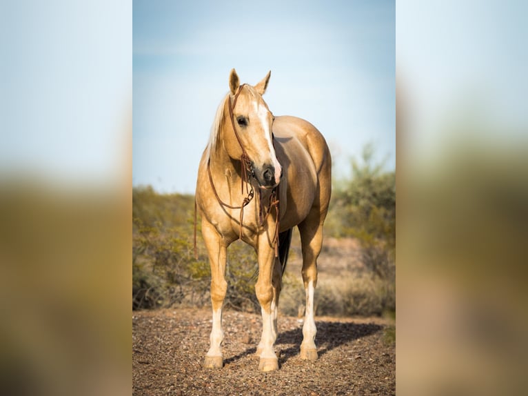American Quarter Horse Wallach 15 Jahre Palomino in Whittman AZ