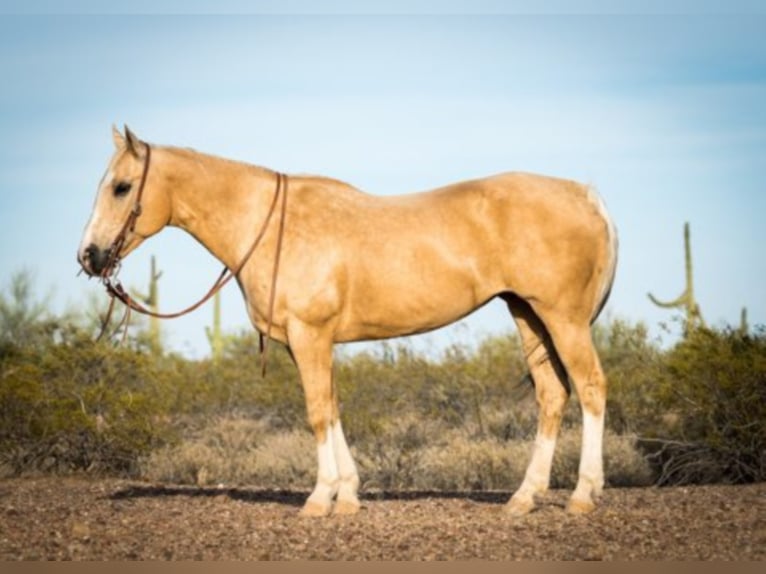 American Quarter Horse Wallach 15 Jahre Palomino in Whittman AZ