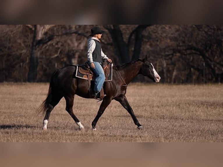 American Quarter Horse Mix Wallach 15 Jahre Rappe in Weatherford, TX