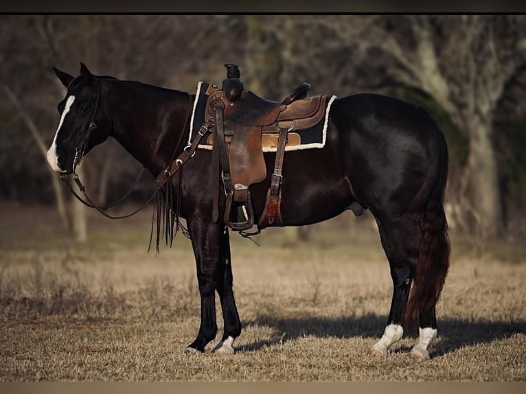 American Quarter Horse Mix Wallach 15 Jahre Rappe in Weatherford, TX