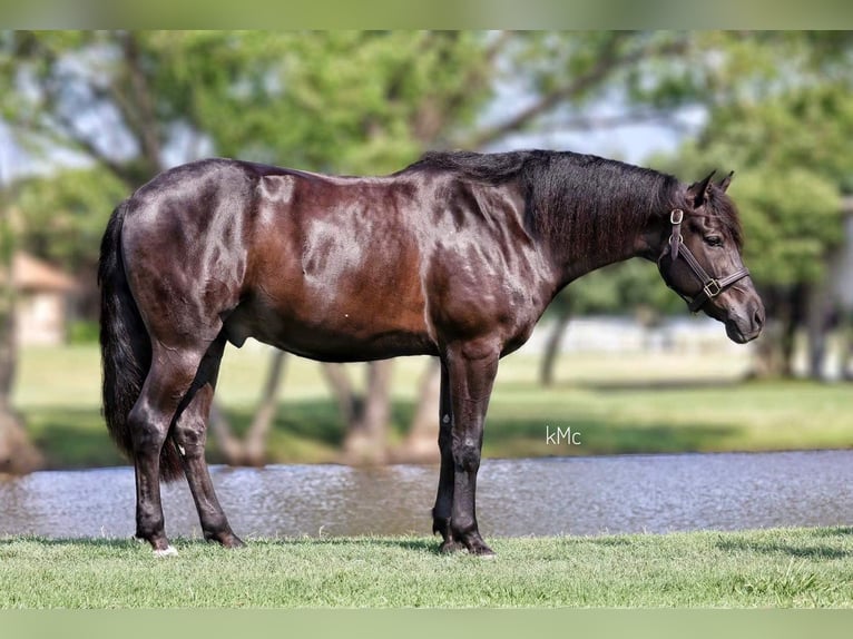 American Quarter Horse Wallach 15 Jahre Rappe in Athens KY