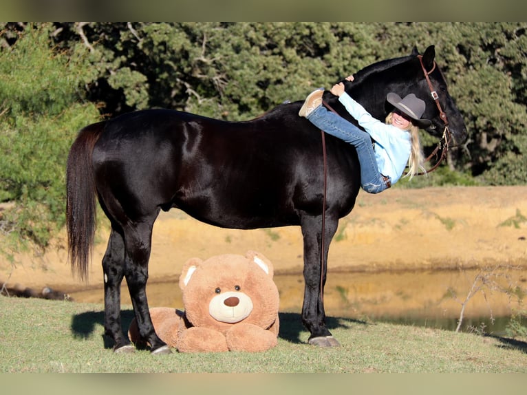 American Quarter Horse Wallach 15 Jahre Rappe in Clebourne TX