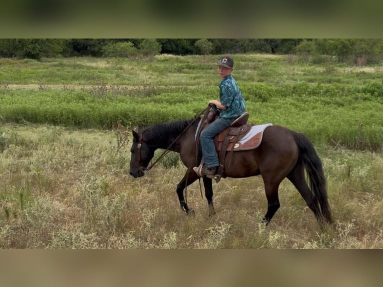 American Quarter Horse Wallach 15 Jahre Rappe in Stephenville, TX