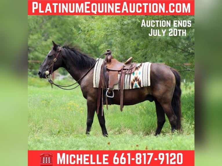 American Quarter Horse Wallach 15 Jahre Rappe in Stephenville, TX