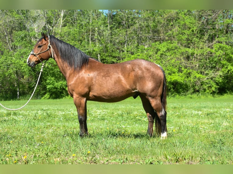American Quarter Horse Wallach 15 Jahre Roan-Bay in Hillsboro KY