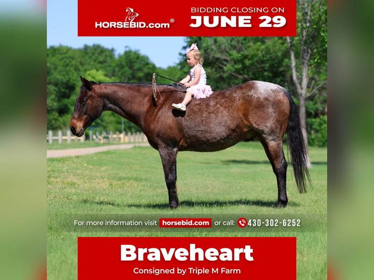 American Quarter Horse Wallach 15 Jahre Roan-Bay in Forney