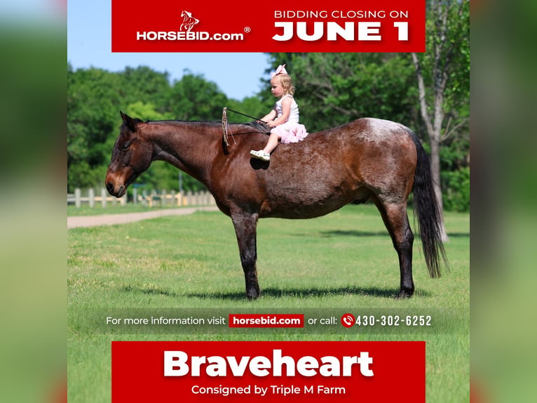 American Quarter Horse Wallach 15 Jahre Roan-Bay in Forney
