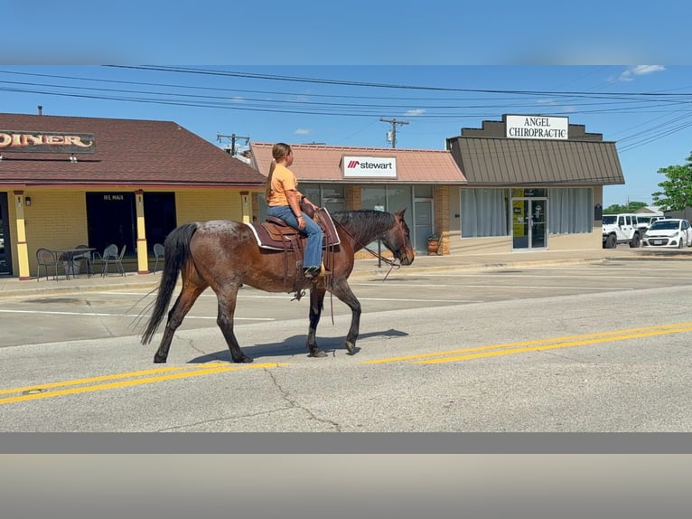 American Quarter Horse Wallach 15 Jahre Roan-Bay in Forney