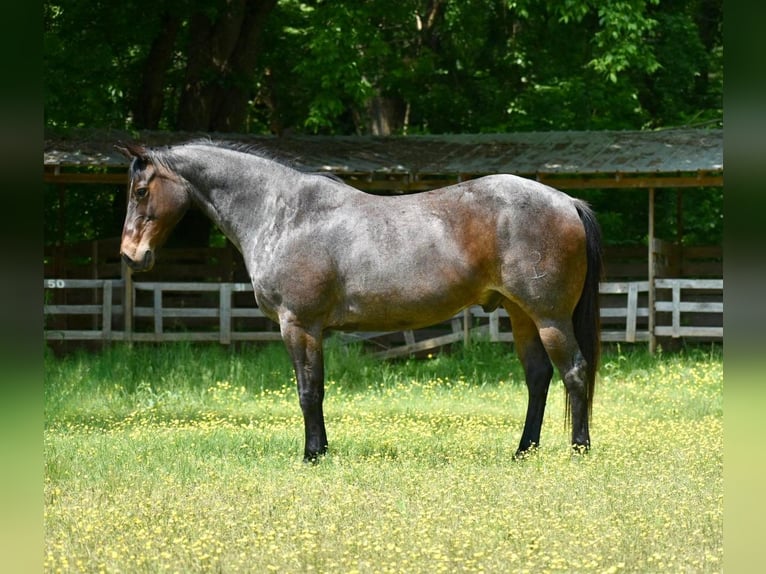 American Quarter Horse Wallach 15 Jahre Roan-Bay in Sweet Springs MO