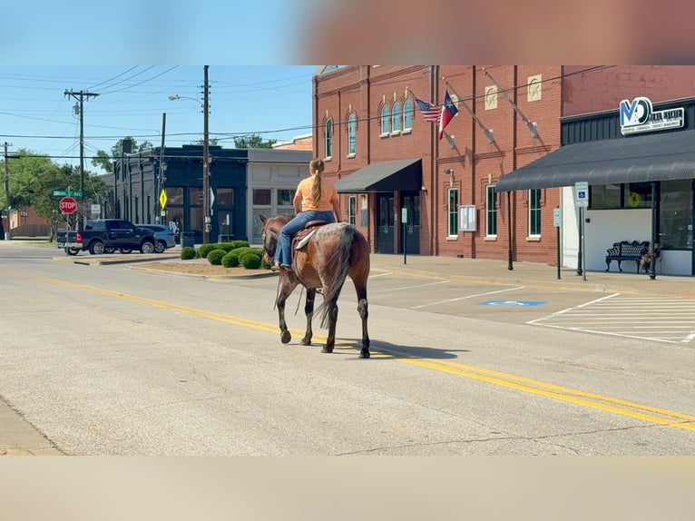 American Quarter Horse Wallach 15 Jahre Roan-Bay in Forney