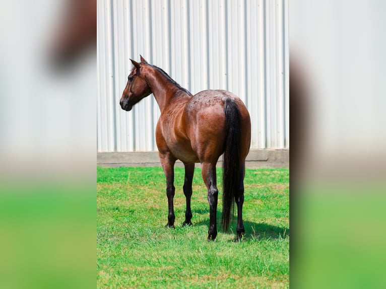 American Quarter Horse Wallach 15 Jahre Roan-Bay in Forney