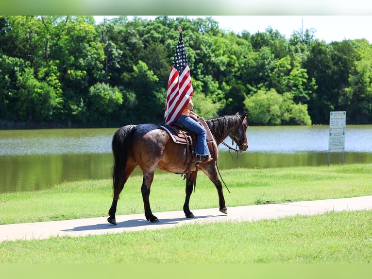 American Quarter Horse Wallach 15 Jahre Roan-Bay in Forney