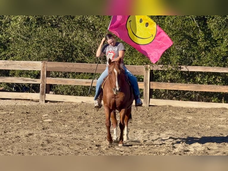 American Quarter Horse Wallach 15 Jahre Roan-Red in King City