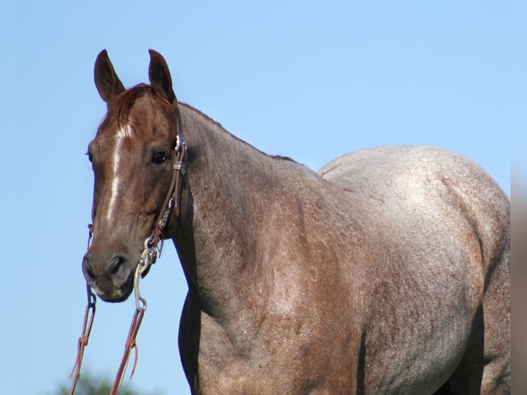 American Quarter Horse Wallach 15 Jahre Roan-Red in Mount Vernon Ky