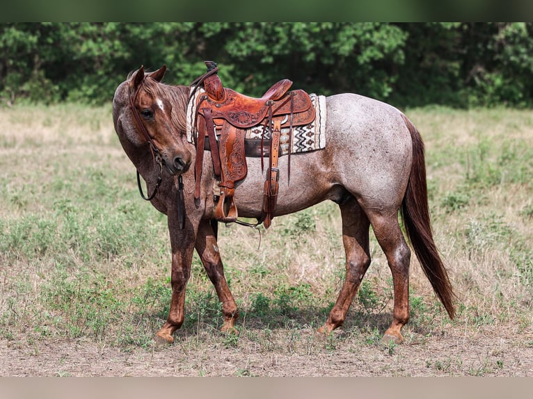 American Quarter Horse Wallach 15 Jahre Roan-Red in Weatherford TX