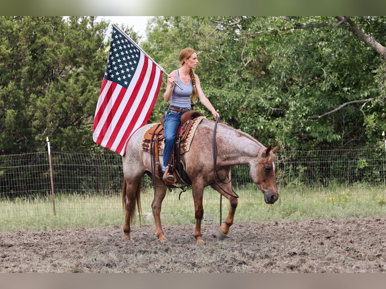 American Quarter Horse Wallach 15 Jahre Roan-Red in Weatherford TX