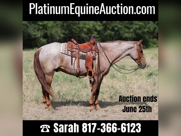 American Quarter Horse Wallach 15 Jahre Roan-Red in Weatherford TX