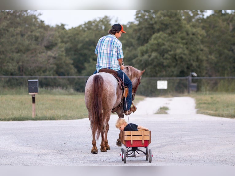 American Quarter Horse Wallach 15 Jahre Roan-Red in Weatherford TX