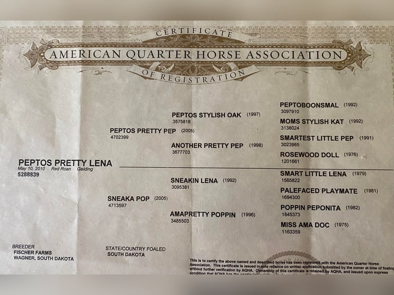 American Quarter Horse Wallach 15 Jahre Roan-Red in Weatherford TX
