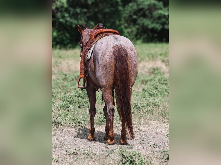 American Quarter Horse Wallach 15 Jahre Roan-Red in Weatherford TX