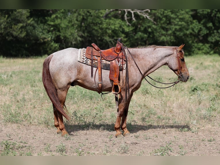 American Quarter Horse Wallach 15 Jahre Roan-Red in Weatherford TX