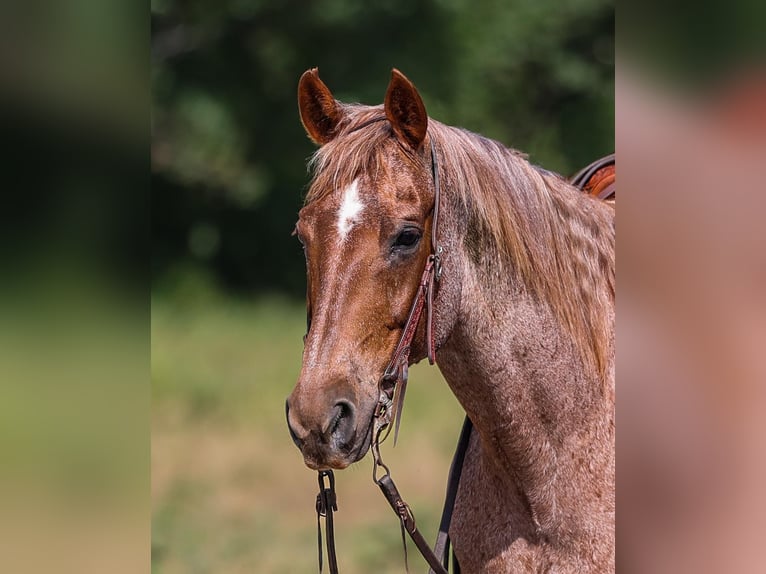 American Quarter Horse Wallach 15 Jahre Roan-Red in Weatherford TX