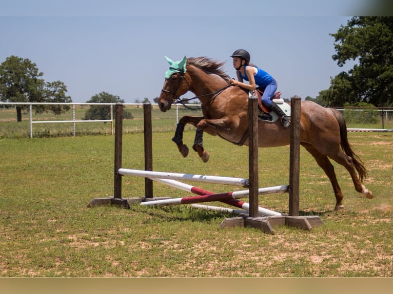 American Quarter Horse Wallach 15 Jahre Roan-Red in Stephenville TX