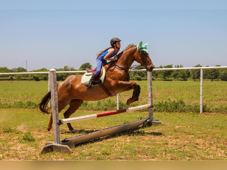 American Quarter Horse Wallach 15 Jahre Roan-Red in Stephenville TX