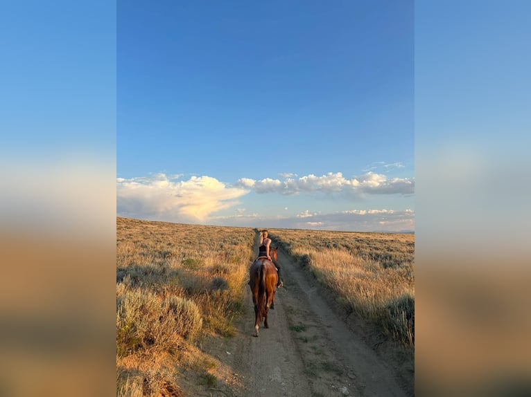 American Quarter Horse Wallach 15 Jahre Roan-Red in Stephenville TX