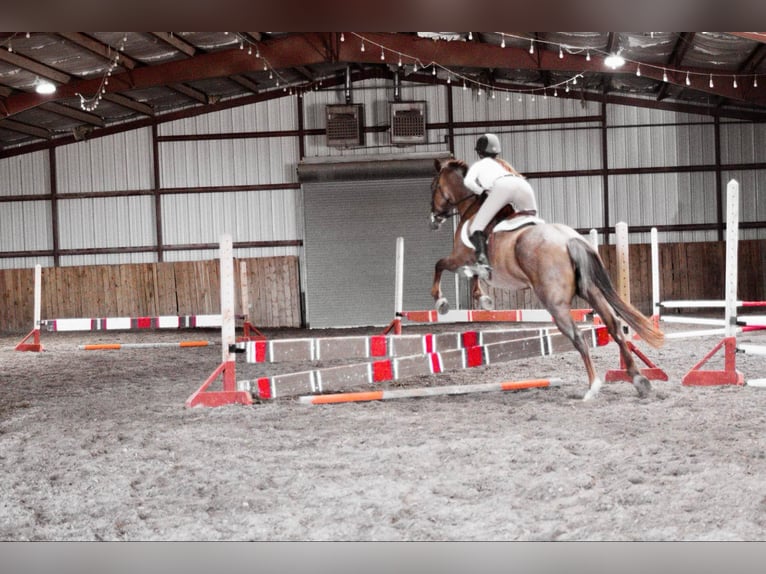 American Quarter Horse Wallach 15 Jahre Roan-Red in Stephenville TX