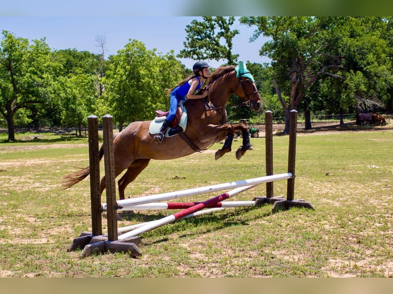 American Quarter Horse Wallach 15 Jahre Roan-Red in Cody WY