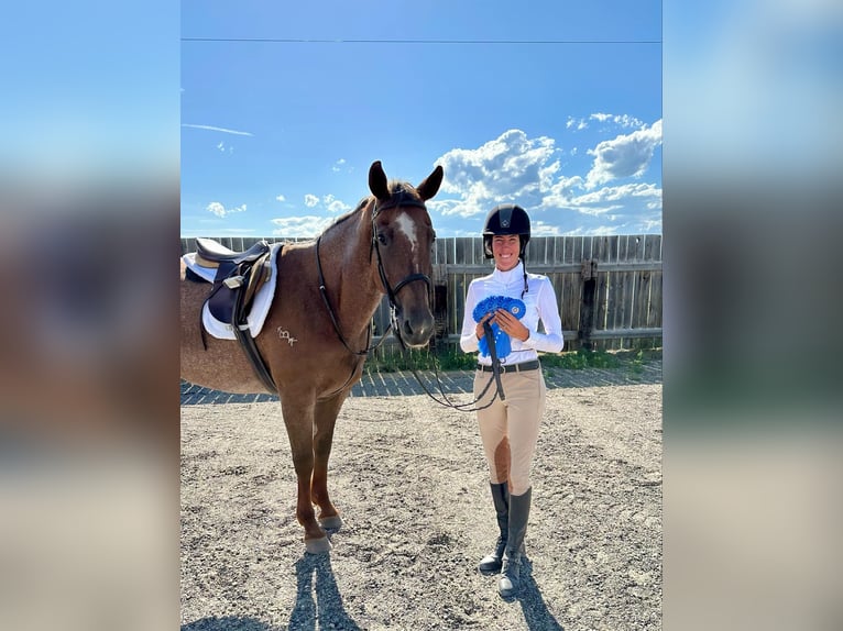 American Quarter Horse Wallach 15 Jahre Roan-Red in Cody WY