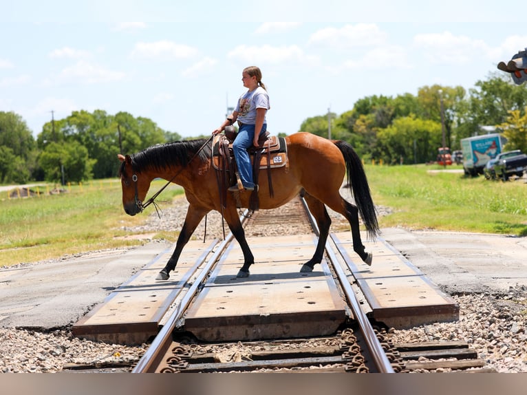 American Quarter Horse Wallach 15 Jahre Rotbrauner in Terrell