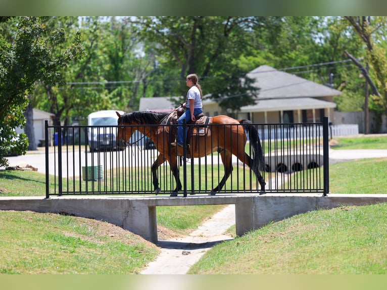 American Quarter Horse Wallach 15 Jahre Rotbrauner in Terrell