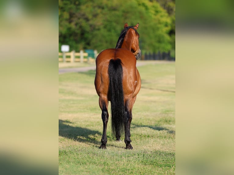 American Quarter Horse Wallach 15 Jahre Rotbrauner in Terrell