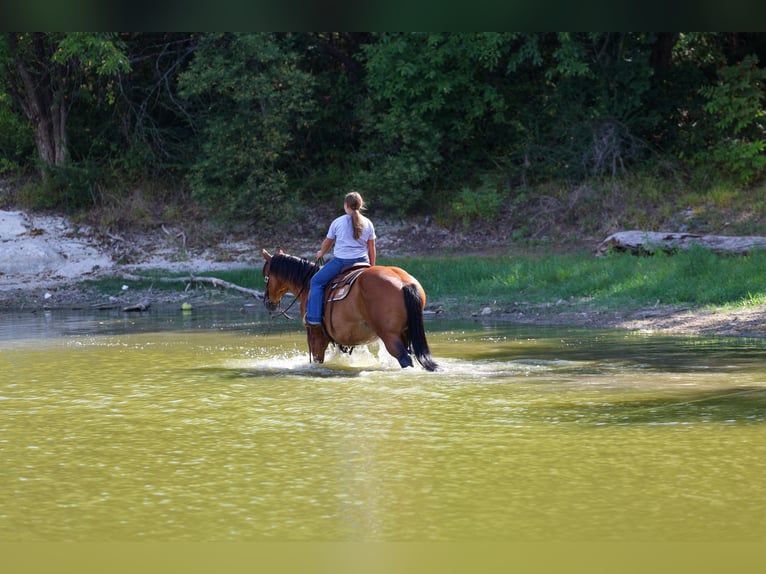 American Quarter Horse Wallach 15 Jahre Rotbrauner in Terrell